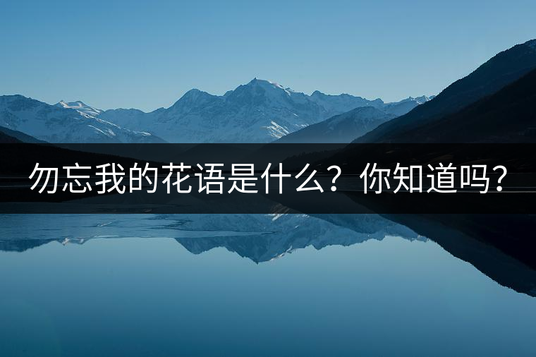 勿忘我的花語是什么？你知道嗎？