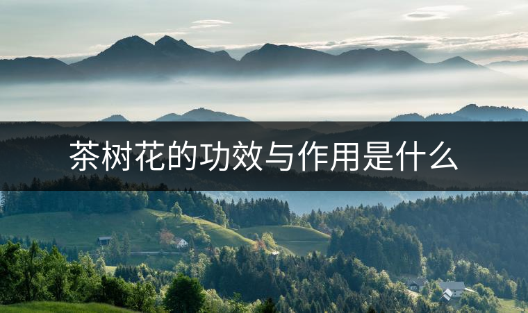 茶樹花的功效與作用是什么