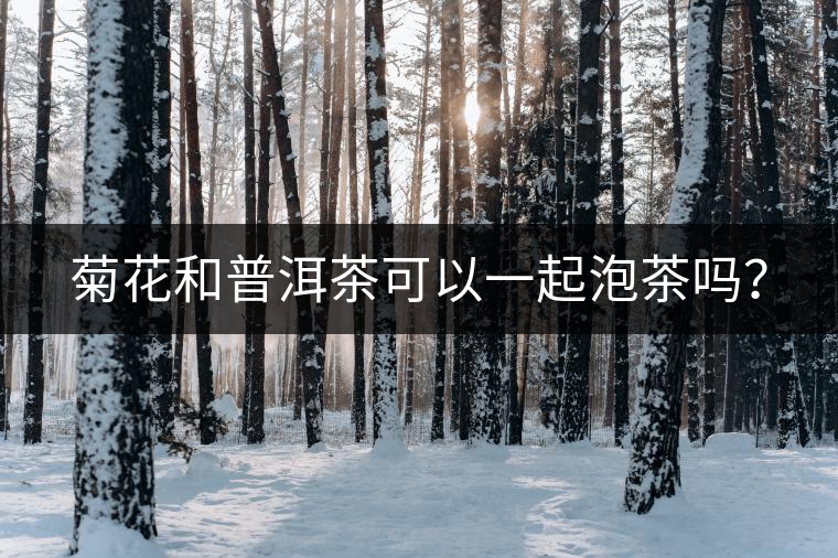 菊花和普洱茶可以一起泡茶嗎？