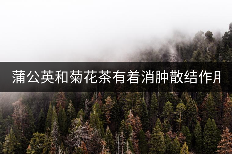 蒲公英和菊花茶有著消腫散結(jié)作用！