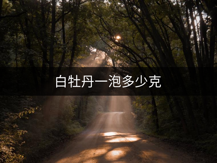 白牡丹一泡多少克