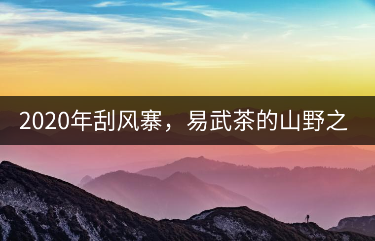 2020年刮風(fēng)寨，易武茶的山野之王-易武中聘號