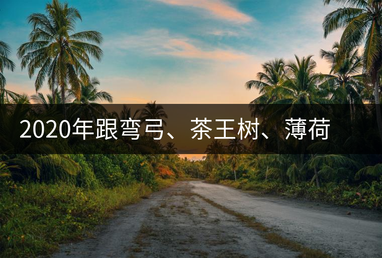 2020年跟彎弓、茶王樹、薄荷塘屬于同一山脈的神秘山頭-易武中聘號