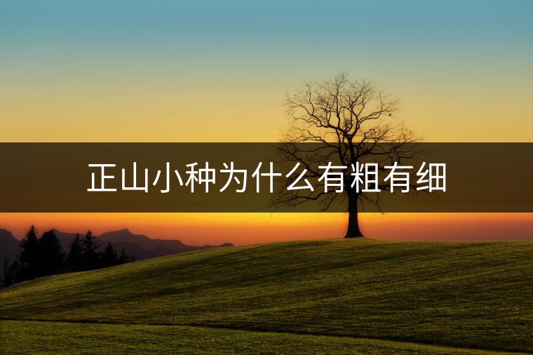 正山小種為什么有粗有細