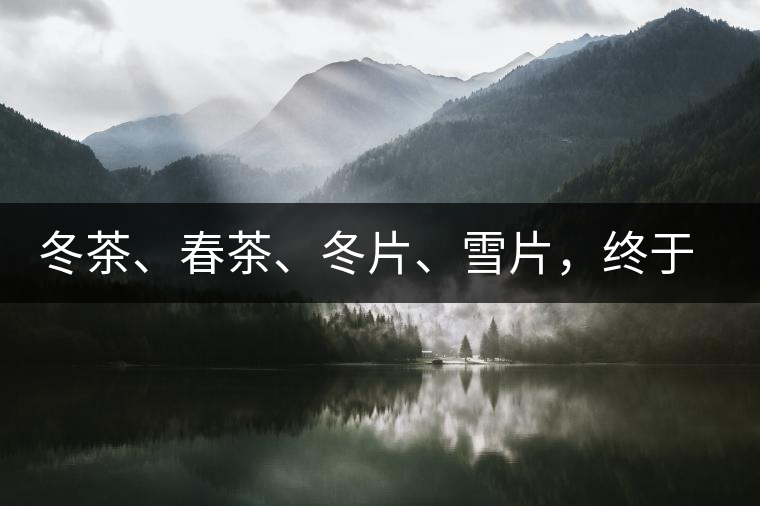 冬茶、春茶、冬片、雪片，終于分清楚了