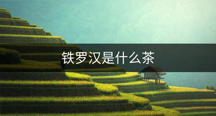 鐵羅漢是什么茶 鐵羅漢是什么茶