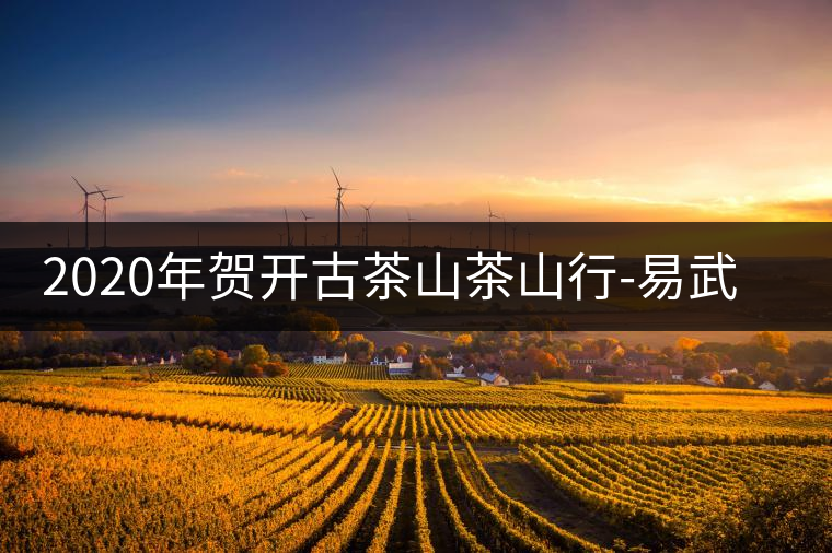 2020年賀開(kāi)古茶山茶山行-易武中聘號(hào)