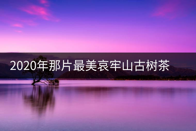 2020年那片最美哀牢山古樹茶 讓我了遇見(jiàn)你-易武中聘號(hào)