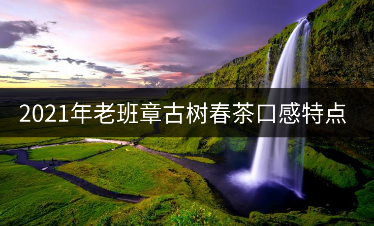 2021年老班章古樹春茶口感特點(diǎn)？