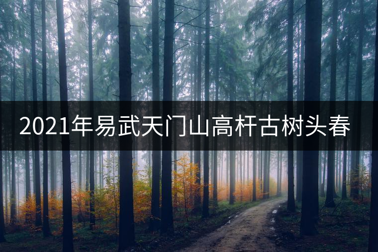 2021年易武天門山高桿古樹頭春多少錢一公斤？
