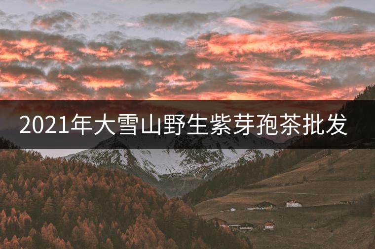 2021年大雪山野生紫芽孢茶批發(fā)價(jià)格多少錢(qián)一公斤？