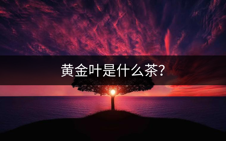 黃金葉是什么茶？