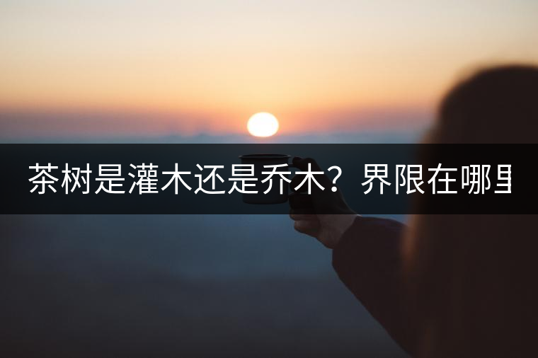 茶樹(shù)是灌木還是喬木？界限在哪里？