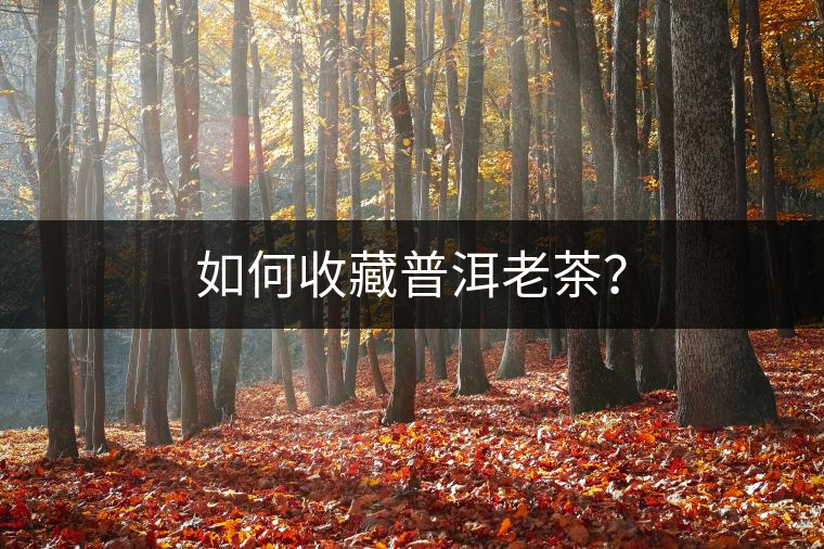 如何收藏普洱老茶？