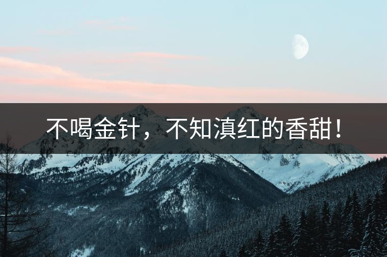 不喝金針，不知滇紅的香甜！