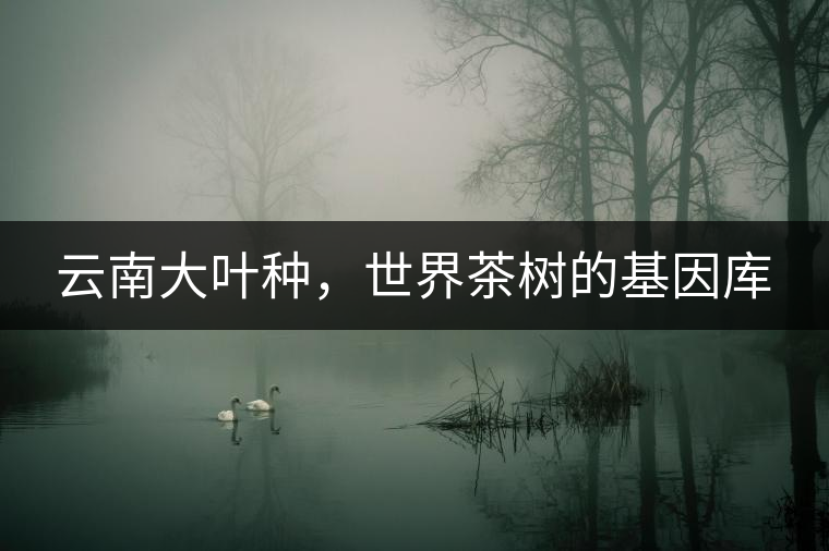 云南大葉種，世界茶樹的基因庫