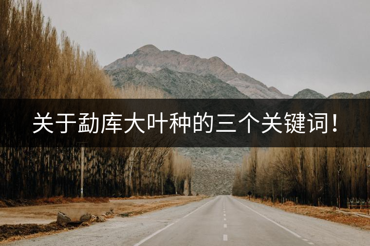 關(guān)于勐庫大葉種的三個關(guān)鍵詞！