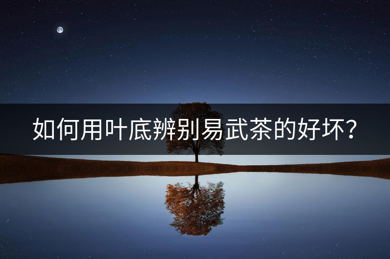 如何用葉底辨別易武茶的好壞？