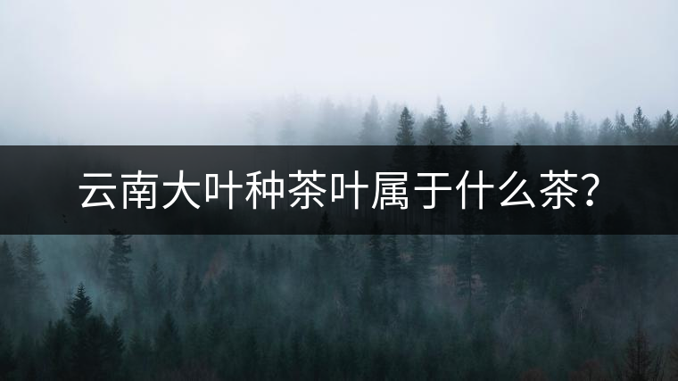 云南大葉種茶葉屬于什么茶？