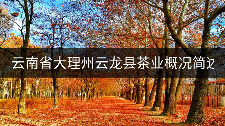 云南省大理州云龍縣茶業(yè)概況簡述（第三講）