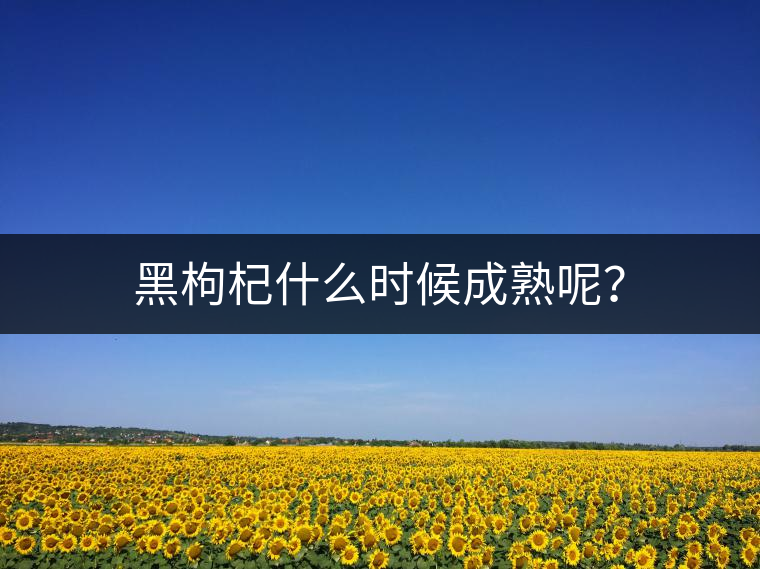 黑枸杞什么時候成熟呢？