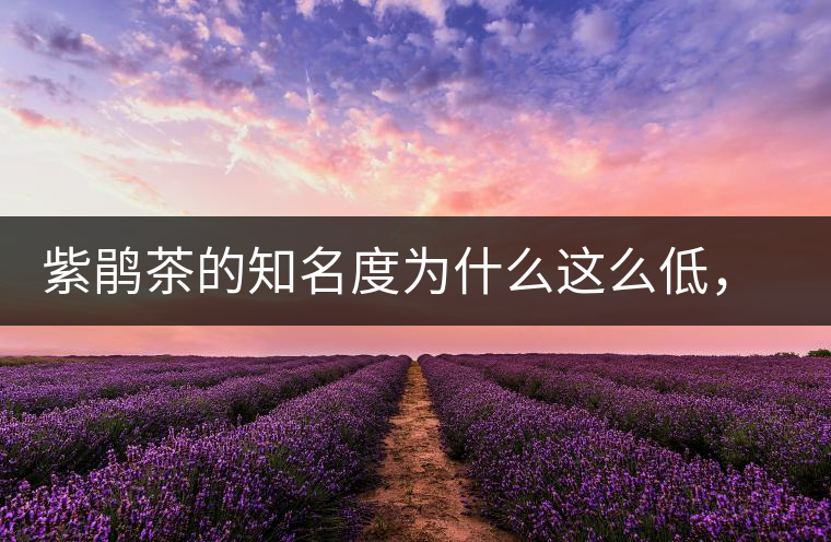 紫鵑茶的知名度為什么這么低，適合做成生茶還是熟茶？