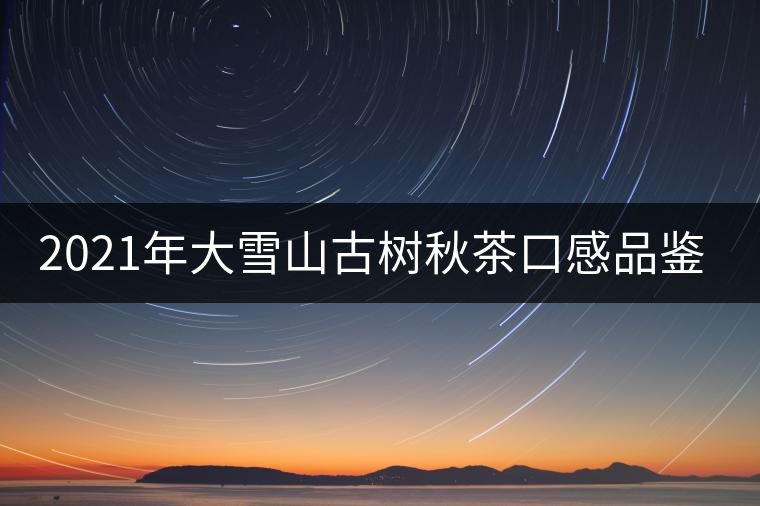 2021年大雪山古樹(shù)秋茶口感品鑒？