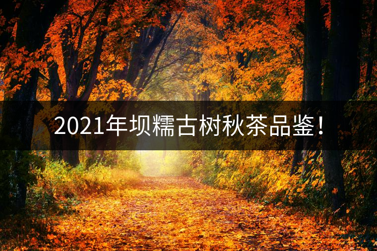 2021年壩糯古樹秋茶品鑒！