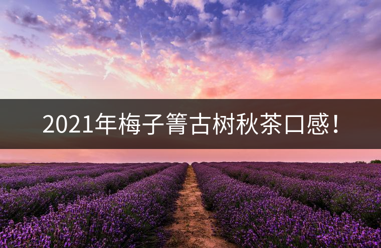 2021年梅子箐古樹秋茶口感！