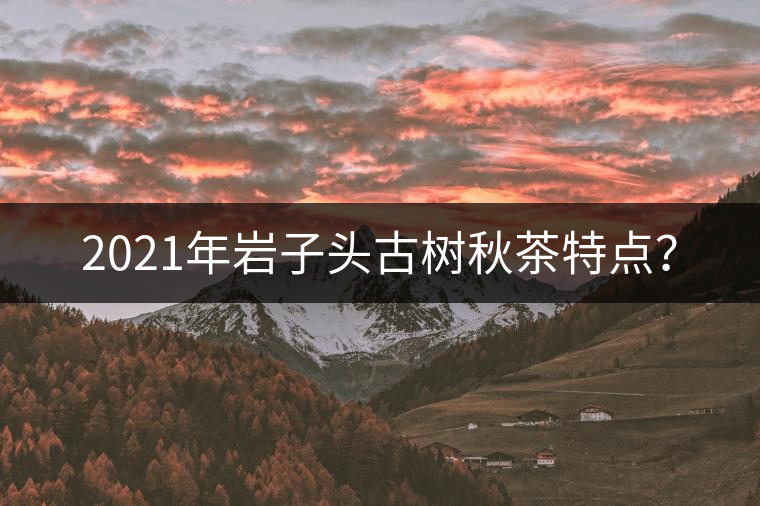 2021年巖子頭古樹秋茶特點？