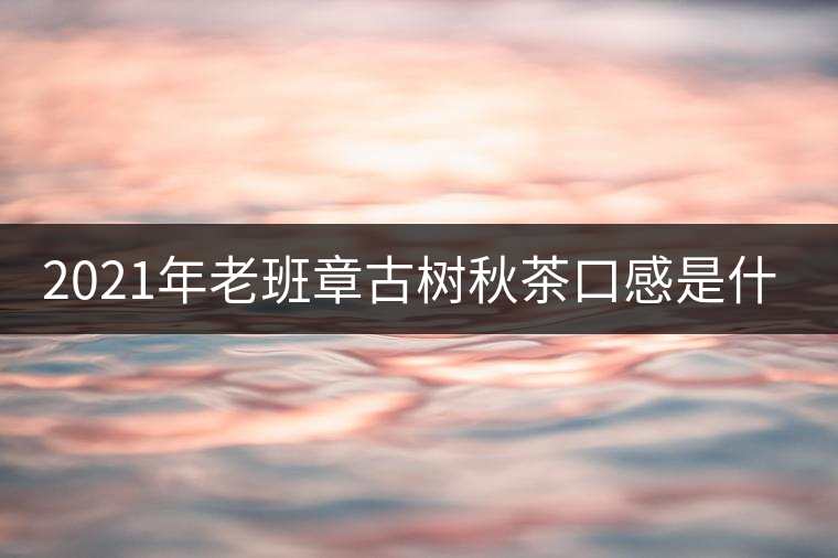 2021年老班章古樹秋茶口感是什么？