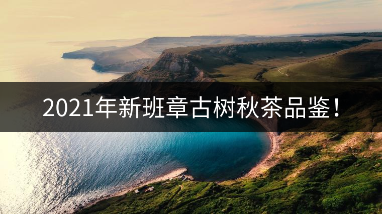 2021年新班章古樹秋茶品鑒！