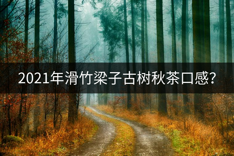 2021年滑竹梁子古樹秋茶口感？