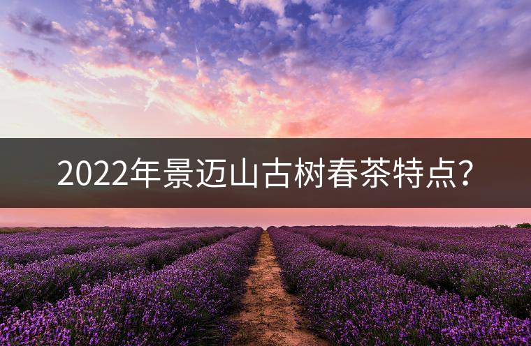 2022年景邁山古樹春茶特點(diǎn)？