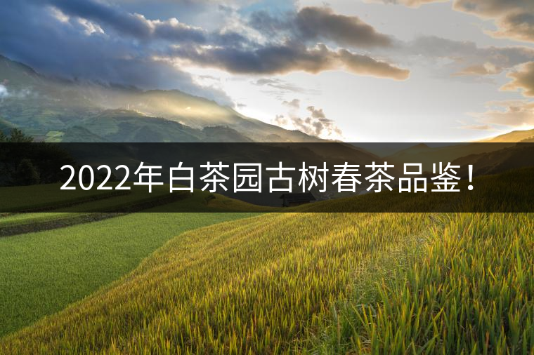 2022年白茶園古樹(shù)春茶品鑒! 2022年白茶園古樹(shù)春茶品鑒!