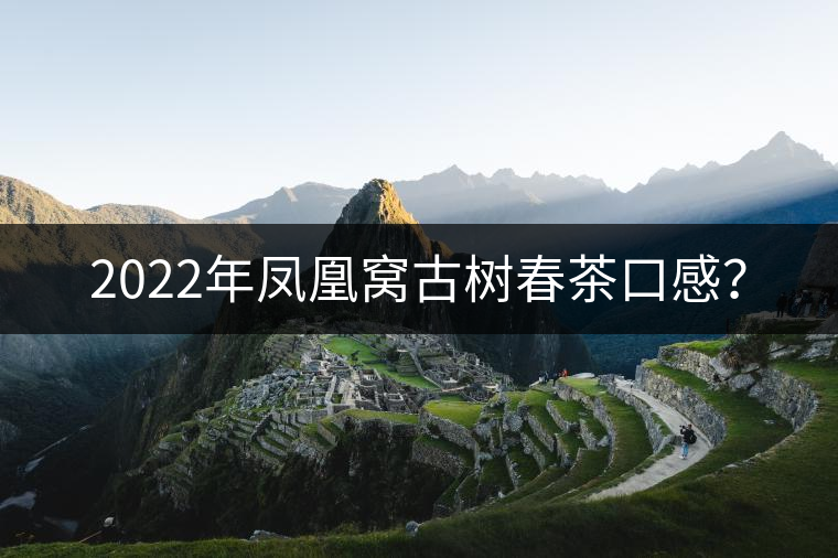 2022年鳳凰窩古樹春茶口感？