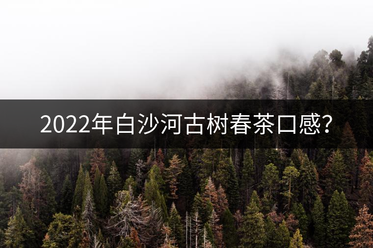 2022年白沙河古樹(shù)春茶口感？