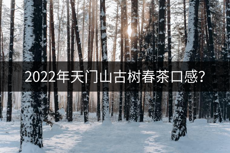 2022年天門山古樹(shù)春茶口感？