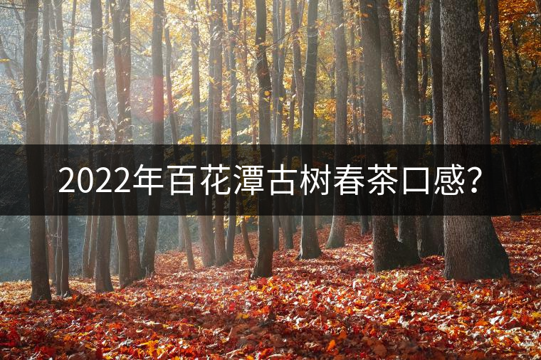2022年百花潭古樹春茶口感? 2022年百花潭古樹春茶口感?