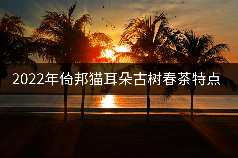 2022年倚邦貓耳朵古樹春茶特點？