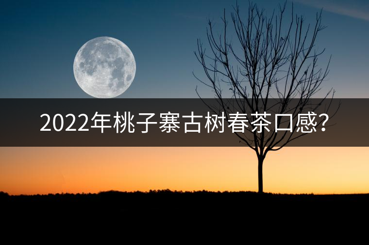 2022年桃子寨古樹春茶口感？