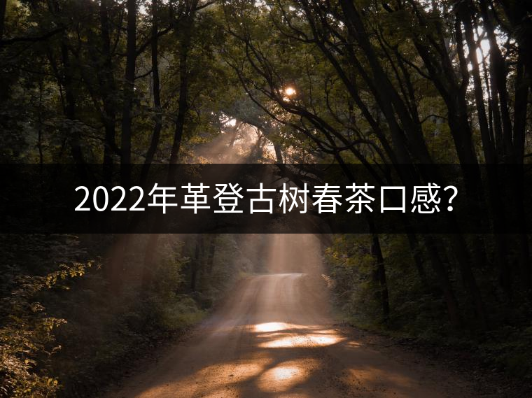 2022年革登古樹(shù)春茶口感？