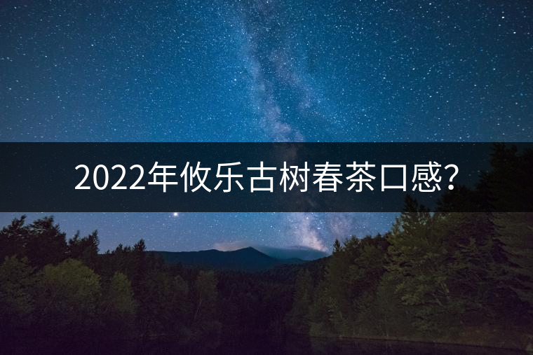 2022年攸樂(lè)古樹(shù)春茶口感？