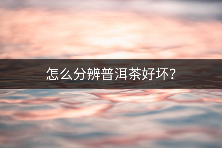 怎么分辨普洱茶好壞？