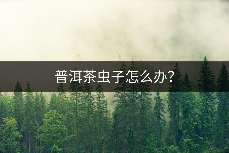 普洱茶蟲子怎么辦？