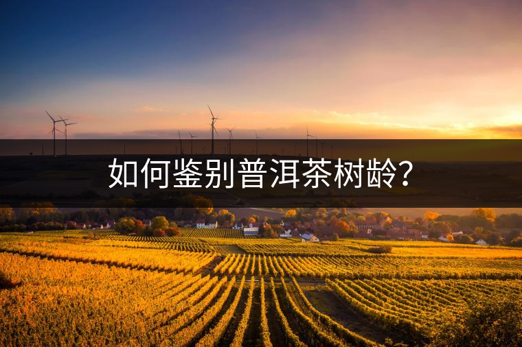 如何鑒別普洱茶樹齡？