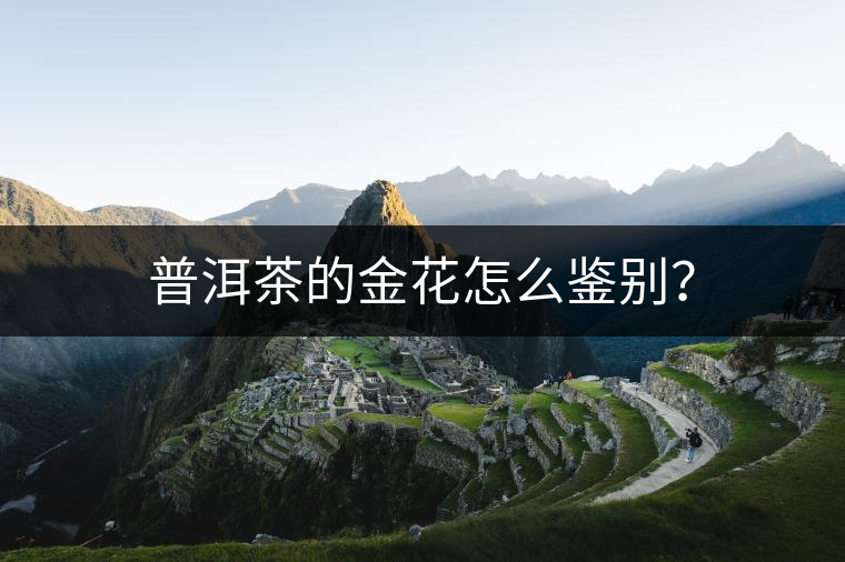 普洱茶的金花怎么鑒別？