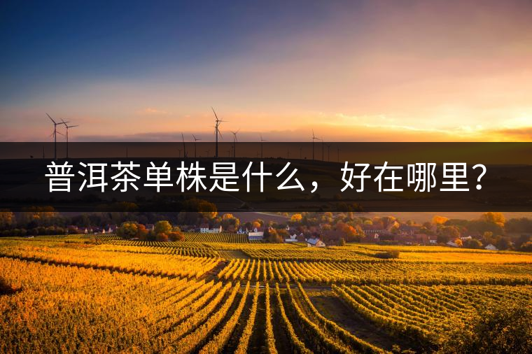 普洱茶單株是什么，好在哪里？