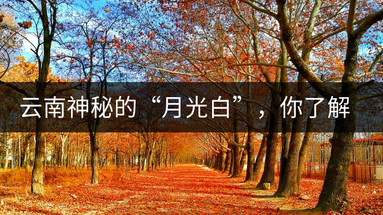 云南神秘的“月光白”，你了解多少？