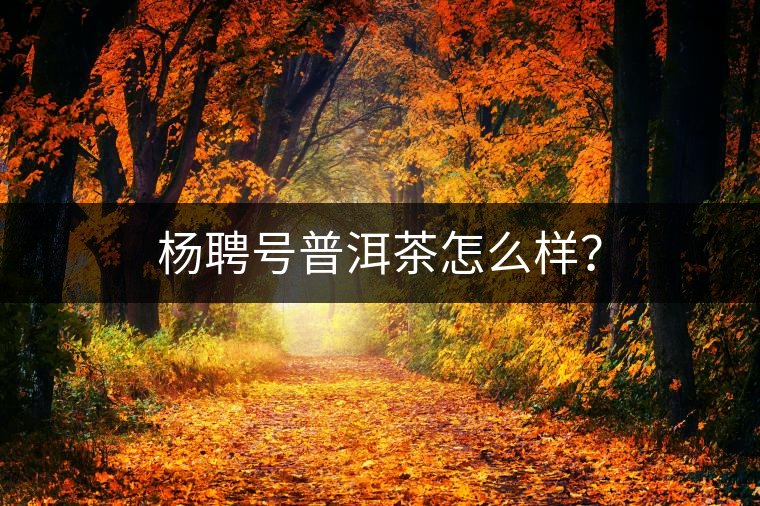 楊聘號普洱茶怎么樣？